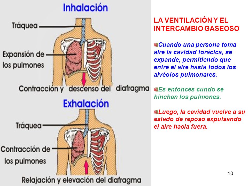 cual es la funcion de los pulmones diafragma
